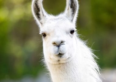 Noticias Chile | Científicos chilenos encuentran poderoso anticuerpo en alpacas que neutraliza el Covid-19
