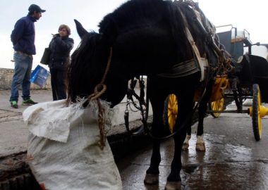 Noticias Chile | Cocheros de Viña del mar "Tuvimos que vender nuestros caballos a la carnicería para poder sobrevivir"