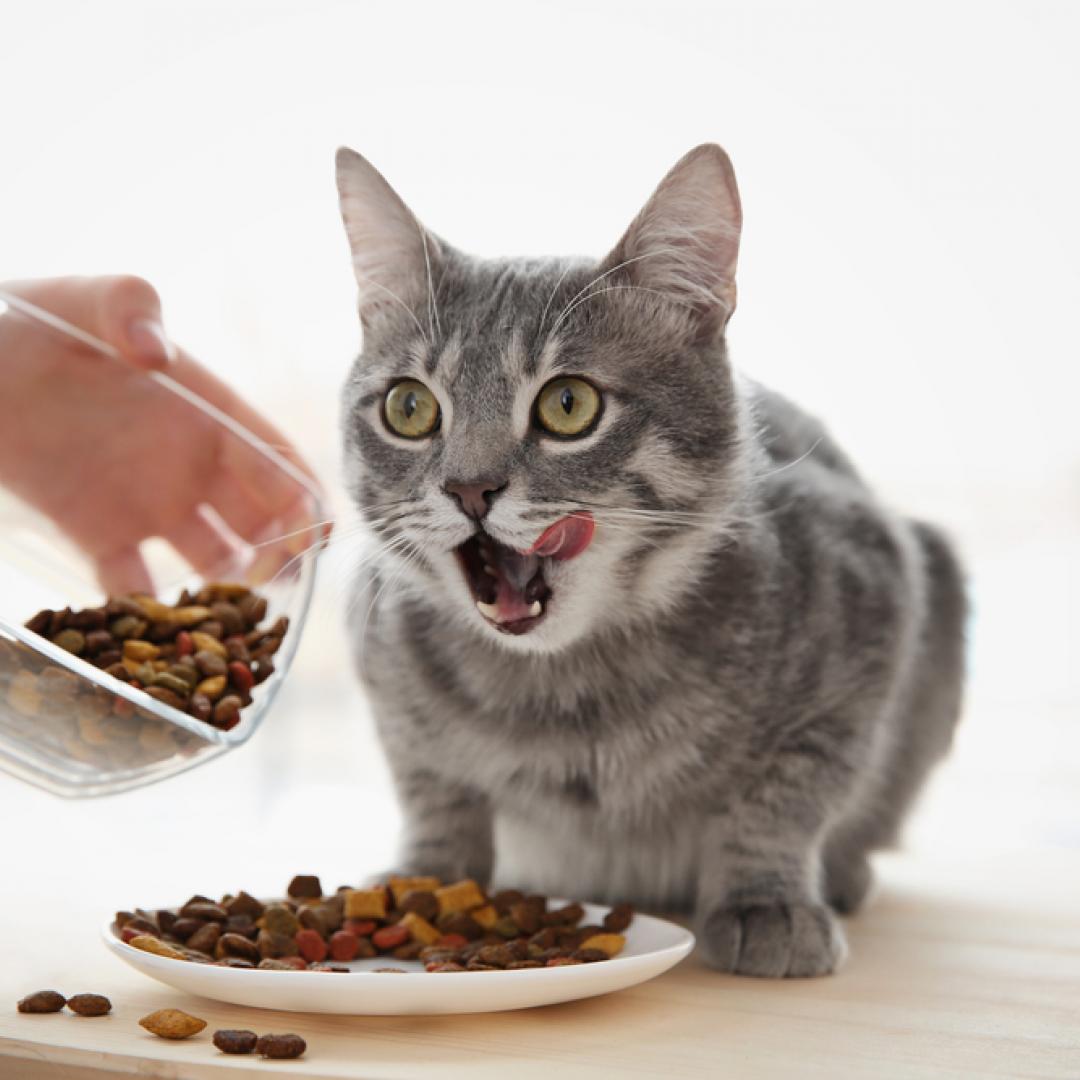 Noticias Chile | Colegio Médico veterinario emitió una alerta a la población, ante posible alimento de mascotas defectuoso para gatos