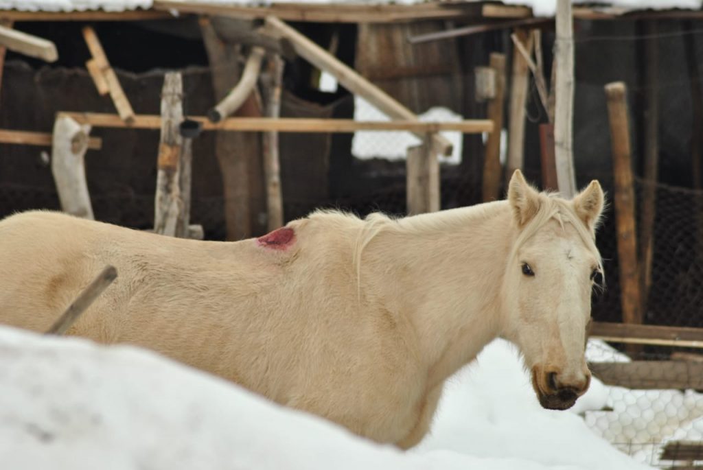 Noticias Chile | Animales se están muriendo de hambre en San José de Maipo