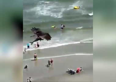 Noticias | Ave rapaz cazó un pequeño tiburón entre sus garras y genera intenso debate científico
