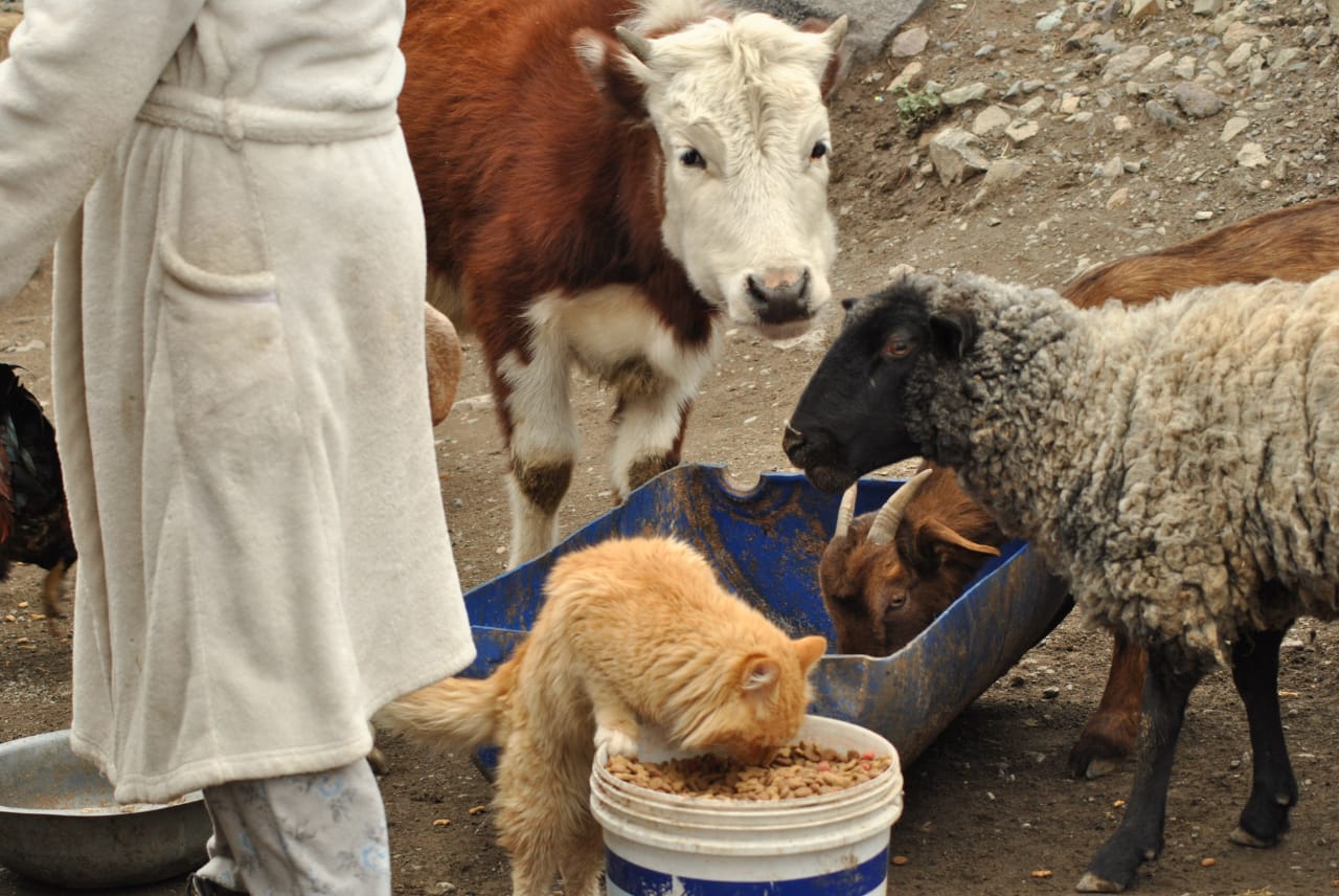 Noticias Chile | Animales se están muriendo de hambre en San José de Maipo