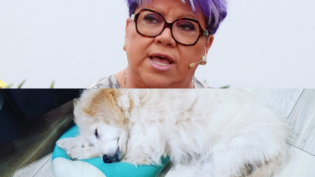 Noticias Chile | Patricia Maldonado maltrata a mascota durante programa en vivo Noticias Chile | Patricia Maldonado maltrata a mascota durante programa en vivo
