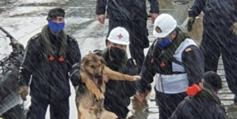 Noticias Chile | Armada rescató perrito del Mar y lo adoptó como nuevo miembro de la institución