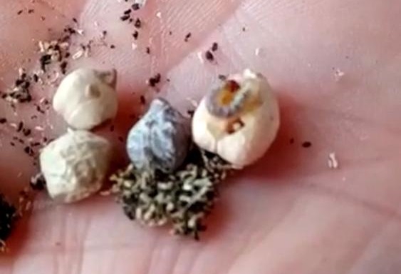 Noticias Chile | Junaeb entregó porotos con larvas en el sur de Chile | INFORMADORCHILE 