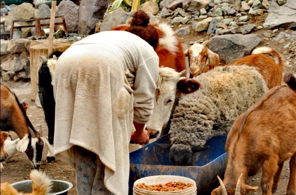 Noticias Chile | Animales se están muriendo de hambre en San José de Maipo