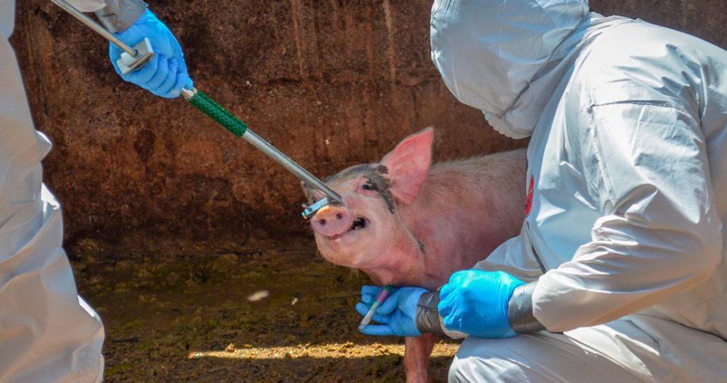 Noticias Chile | Detectan influenza con potencial pandémico en Brasil 