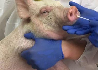 Noticias Chile | Detectan influenza con potencial pandémico en Brasil | INFORMADORCHILE