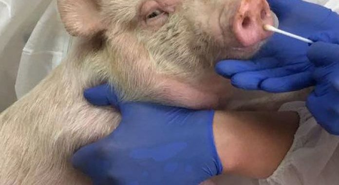 Noticias Chile | Detectan influenza con potencial pandémico en Brasil | INFORMADORCHILE