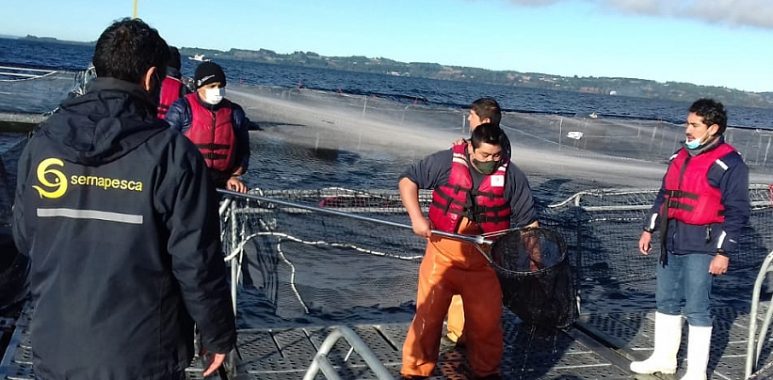 Noticias Chile | Se fugaron miles de salmones desde jaulas de cultivo en el lago Llanquihue