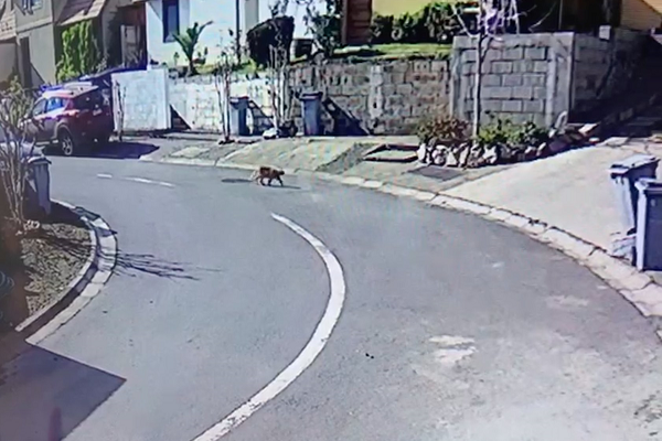 Noticias Chile | Gato doméstico fue confundido con un puma en Alto Macul 