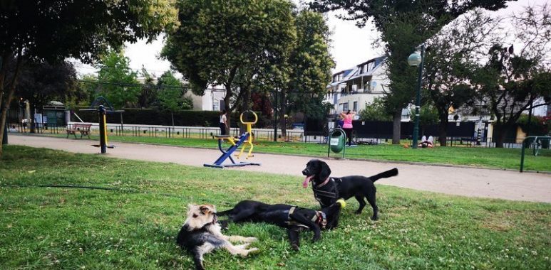 Noticias Chile | Ñuñoa es la comuna que pide más permisos para sacar perros en la RM