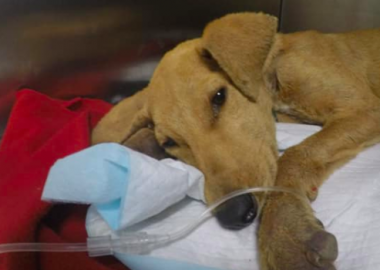 Noticias Chile | Cachorro muere por abuso sexual en Arica | INFORMADORCHILE