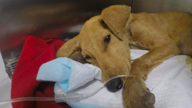 Noticias Chile | Cachorro muere por abuso sexual en Arica | INFORMADORCHILE