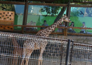 Noticias Chile | Zoológico Metropolitano vuelve abrir sus puertas al público