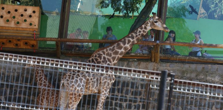 Noticias Chile | Zoológico Metropolitano vuelve abrir sus puertas al público