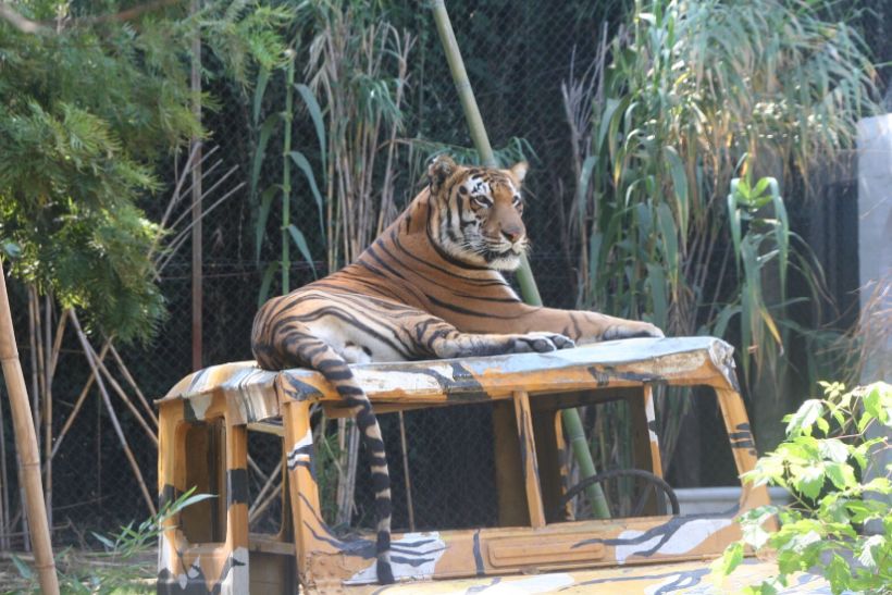 Noticias Chile | Buin Zoo vuelve abrir luego de seis meses en cuarentena total