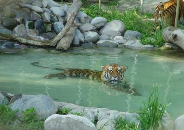 Noticias Chile | Buin Zoo vuelve abrir luego de seis meses en cuarentena total
