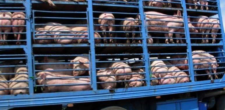 Noticias Chile | Camión con cerdos volcó en Argentina y las personas los faenaron en el lugar para comérselos