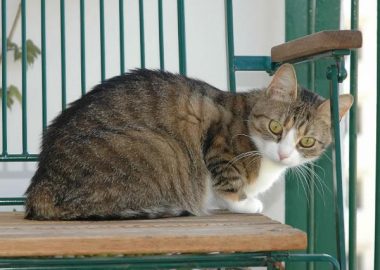 Noticias Chile | Abuelita perdió lo que más quería, mataron a sus 12 gatitos
