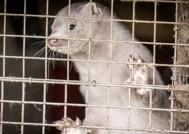 Noticias | Dinamarca matará a todos los visones por portar el Covid-19 y ser un peligro para el ser humano