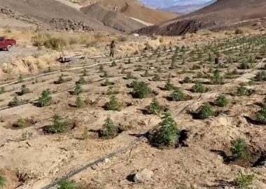 Noticias Chile | Carabineros encuentra histórica plantación de marihuana a 2.600 metros de altitud, en pleno desierto de Atacama