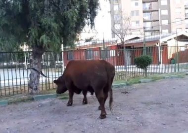 Noticias Chile | Toro de 600 kilos recorrió el centro de Santiago durante toda la madrugada