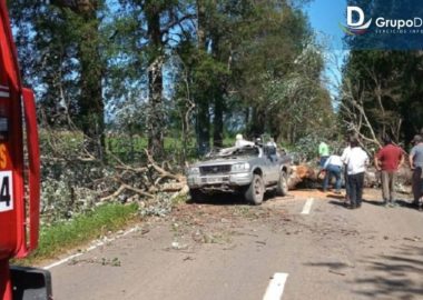 Noticias Chile | Gigantesco árbol cae sobre vehículo y mata a menor de dos años en su interior