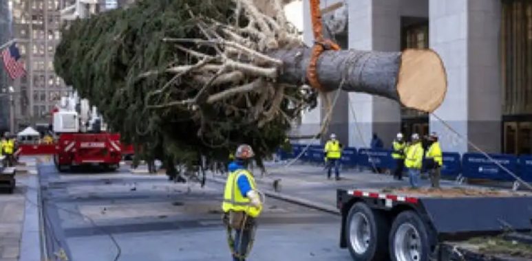 Noticias | Cortaron un abeto noruego de 23 metros para que sea el árbol de navidad, mientras el mundo los necesita más que nunca