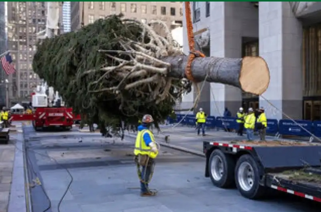Noticias | Cortaron un abeto noruego de 23 metros para que sea el árbol de navidad, mientras el mundo los necesita