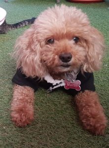 Noticias Chile | Endurecimiento de"Ley Cholito" busca evitar corte de cola y orejas a las mascotas
