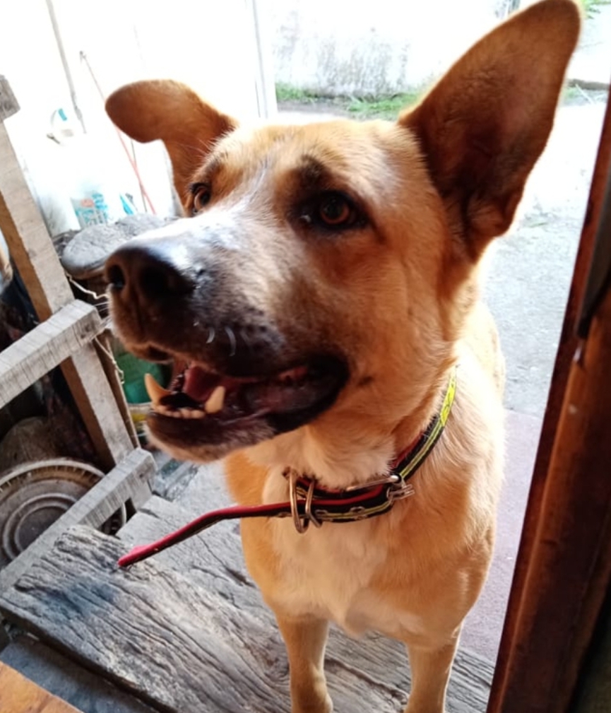 Noticias Chile | Perro okupa se tomó casa y no deja salir a sus dueños en el sur de nuestro país