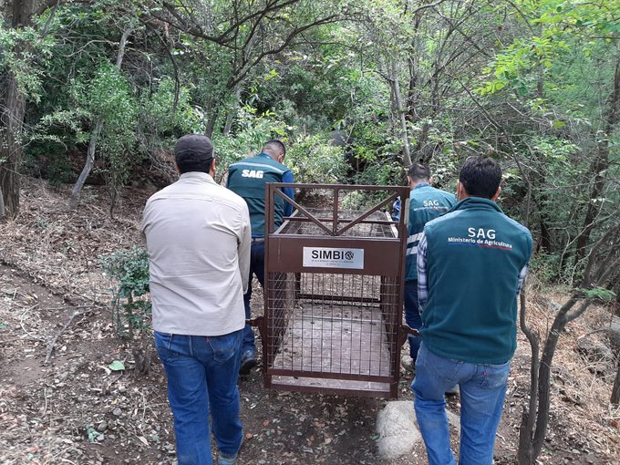 Noticias Chile | Dos Pumas se encuentran sueltos en el sector de San Alfonso, Cajón del Maipo