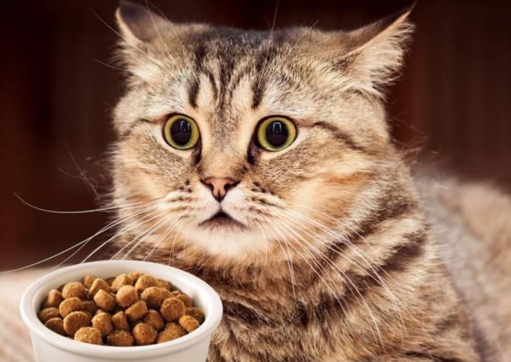 Noticias Chile | Usuarios de redes sociales acusan a Master Cat, que alimento está dañando la salud de sus gatos