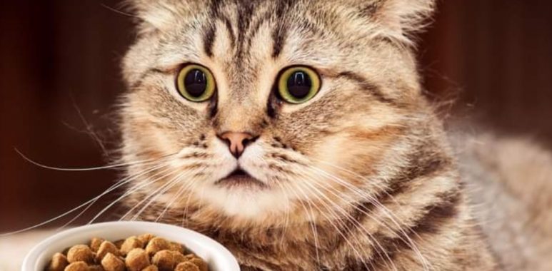 Noticias Chile | Usuarios de redes sociales acusan a Master Cat, que alimento está dañando la salud de sus gatos