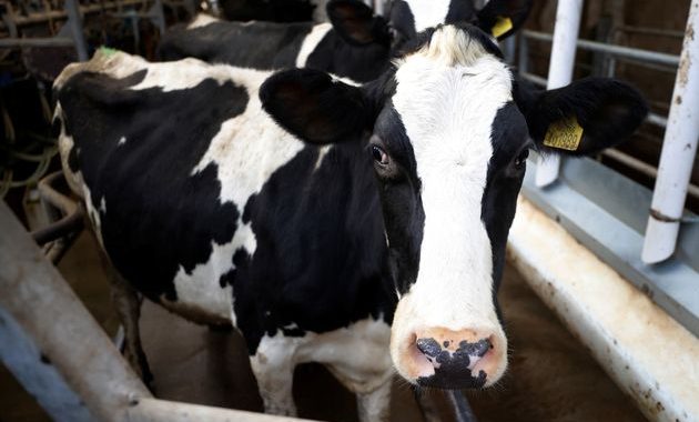 Noticias Chile | Seis mil cabezas de vaquillas salieron rumbo a China, todas son razas cárnicas y lecheras