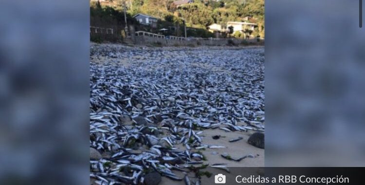 Noticias Chile | Informadorchile