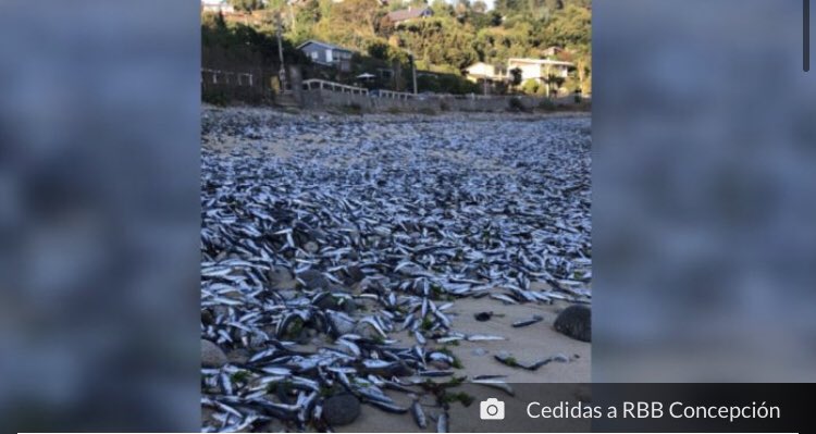 Noticias Chile | Informadorchile