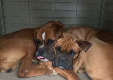 Cámara aprueba permiso laboral por muerte de mascotas: ¿Un paso hacia la empatía laboral?