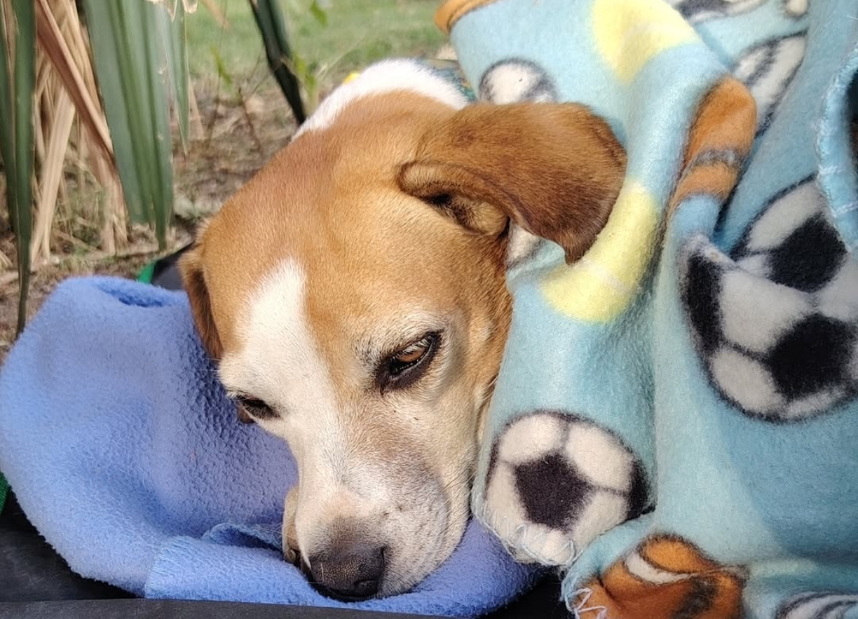 Perrita Maravilla 