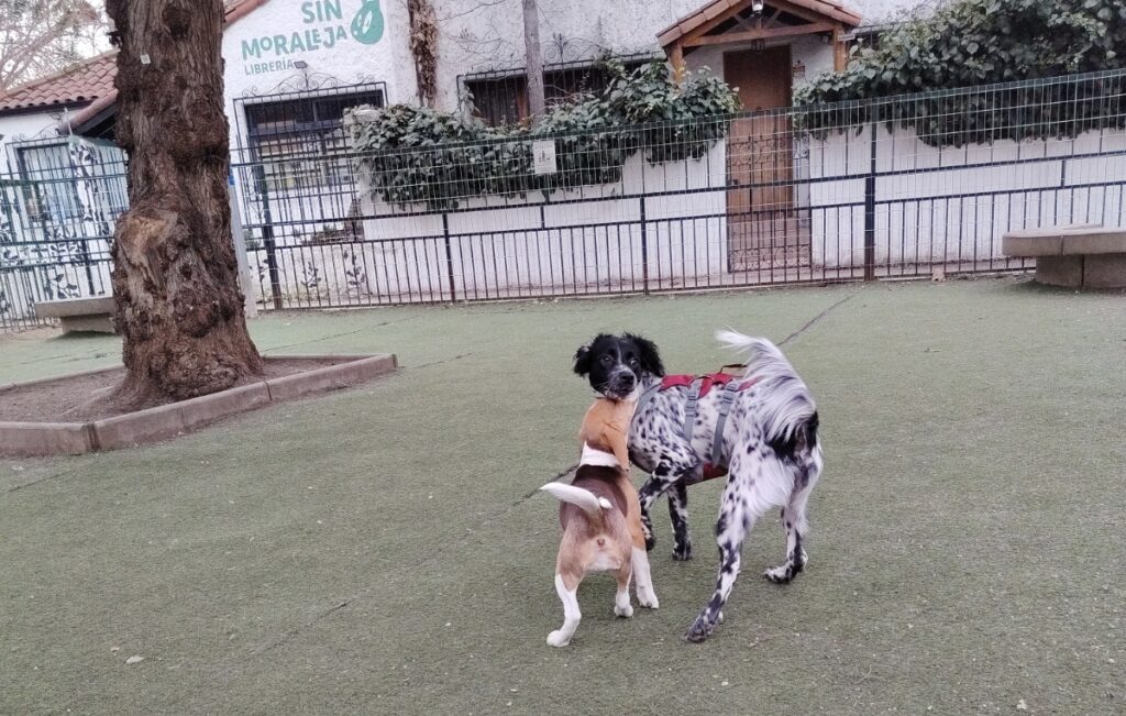 PERRITA MARAVILLA