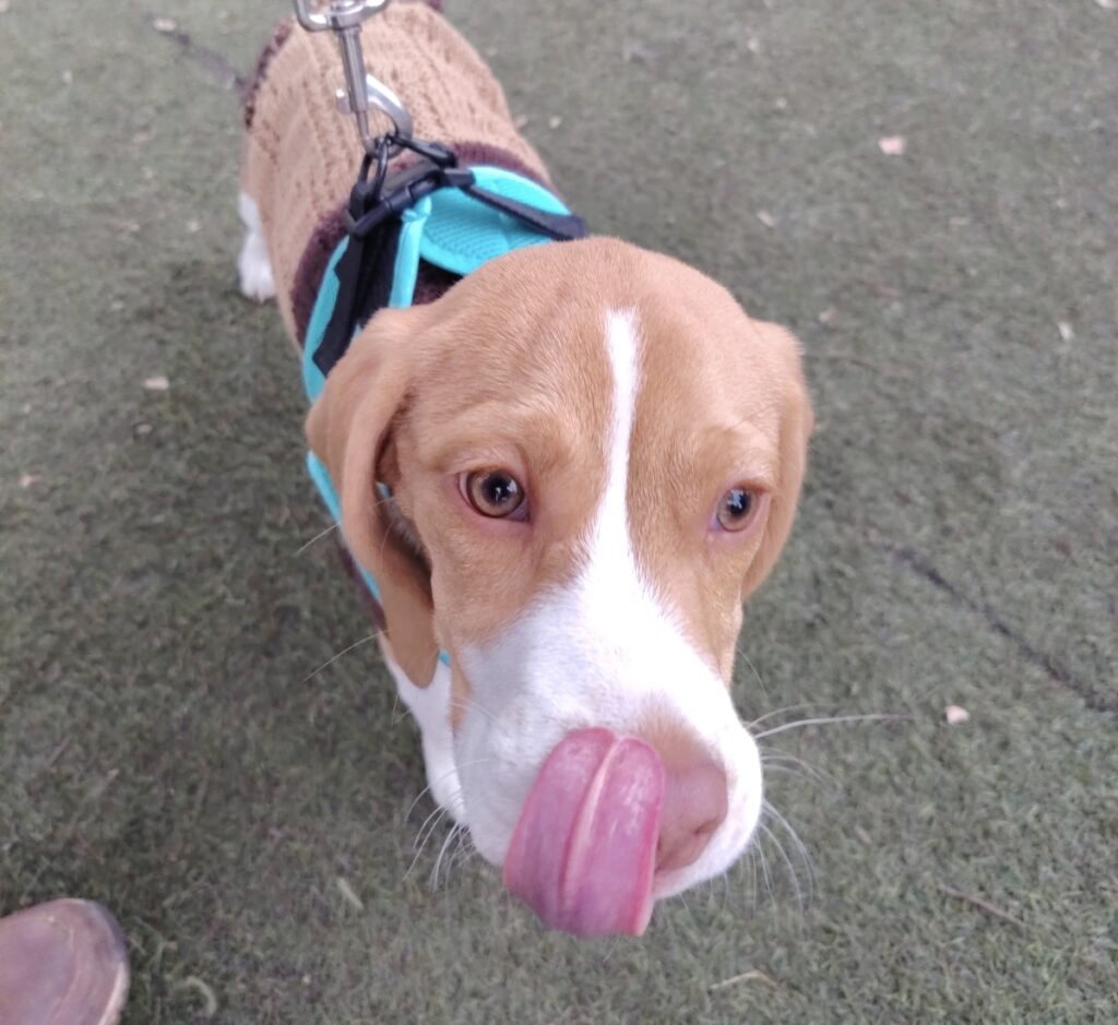 PERRITA MARAVILLA 