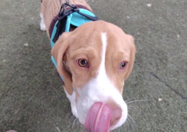 PERRITA MARAVILLA