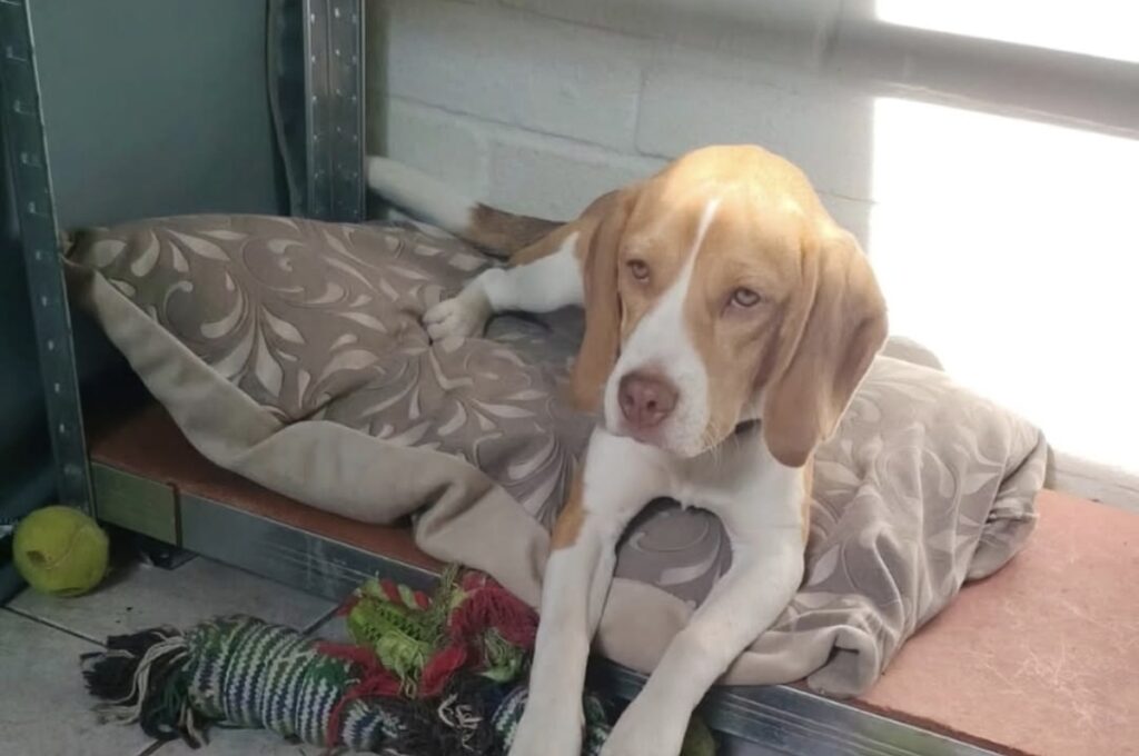 Perrita Leia